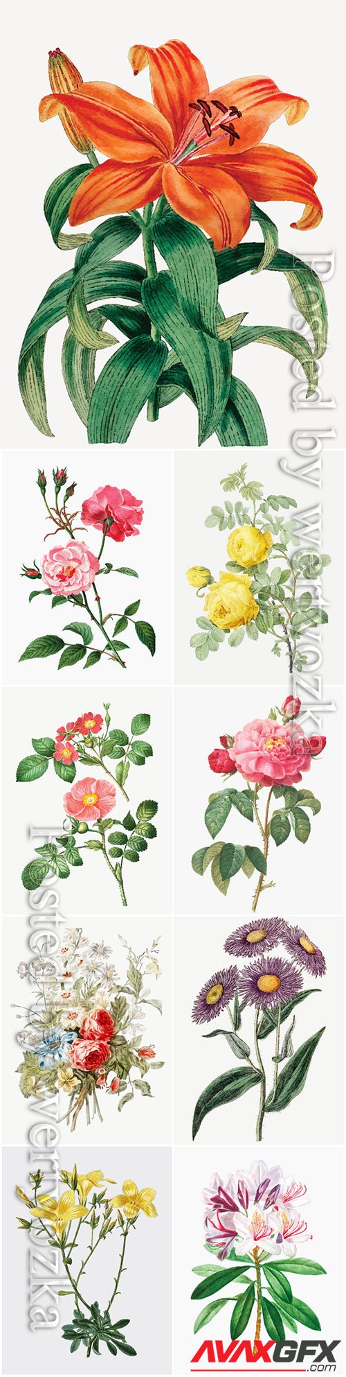 Beautiful blooming different flowers vector set