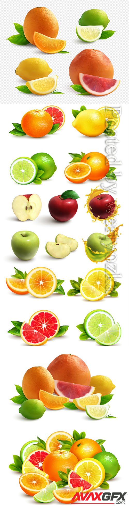 Citrus fruits vector illustration