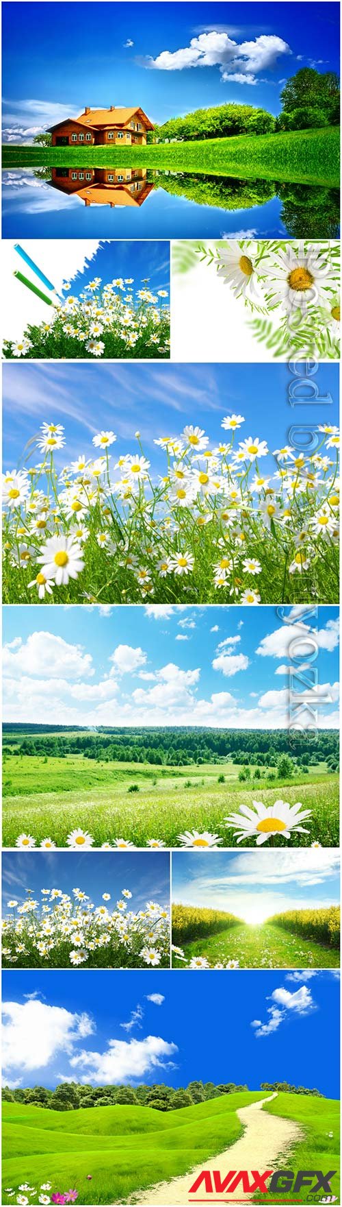 Beautiful nature, backgrounds with daisies