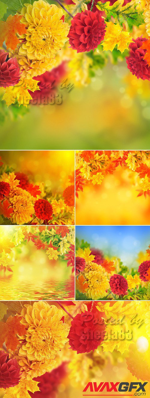 Stock Photo - Autumn Flowers Backgrounds