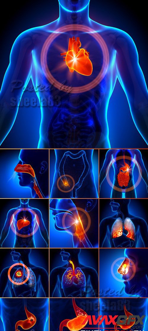 Stock Photo - Internal Organs