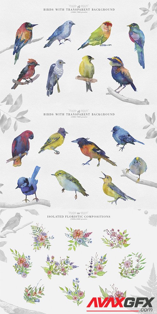 Watercolor Clipart Bird Set