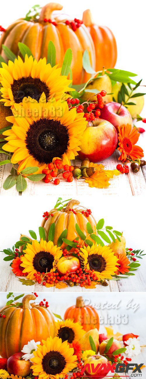 Stock Photo - Pumkin & Sunflowers