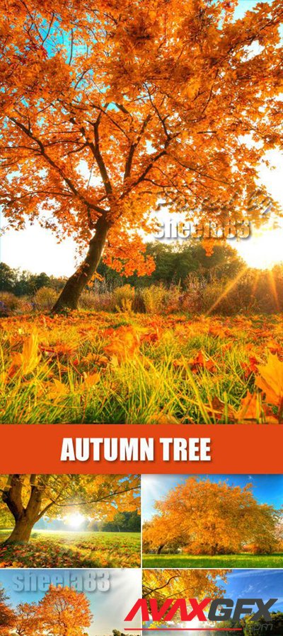 Stock Photo - Autumn Tree 2