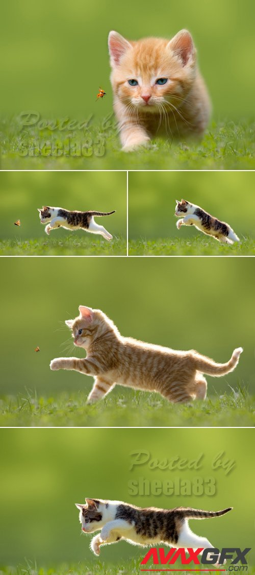 Stock Photo - Funny Cats