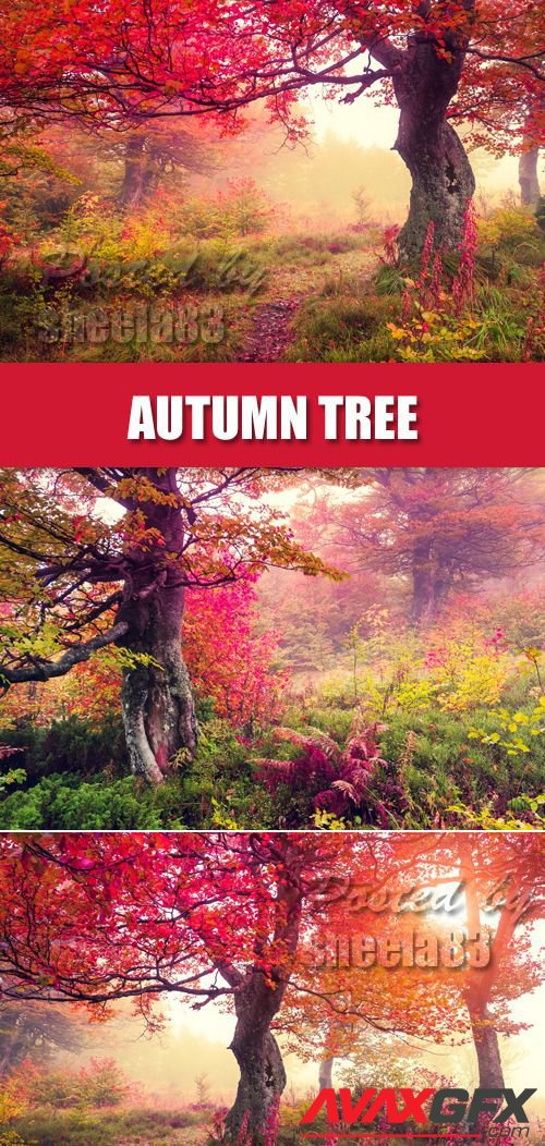 Stock Photo - Autumn Tree