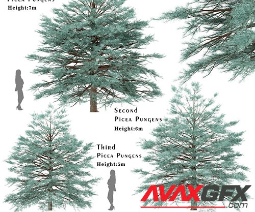 Set of Picea Pungens Trees (Blue spruce) (3 Trees)