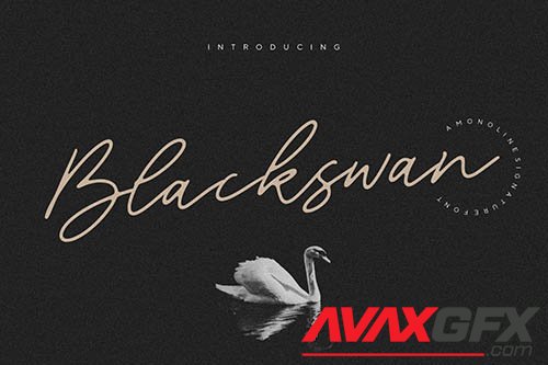 Blackswan Signature Font YH