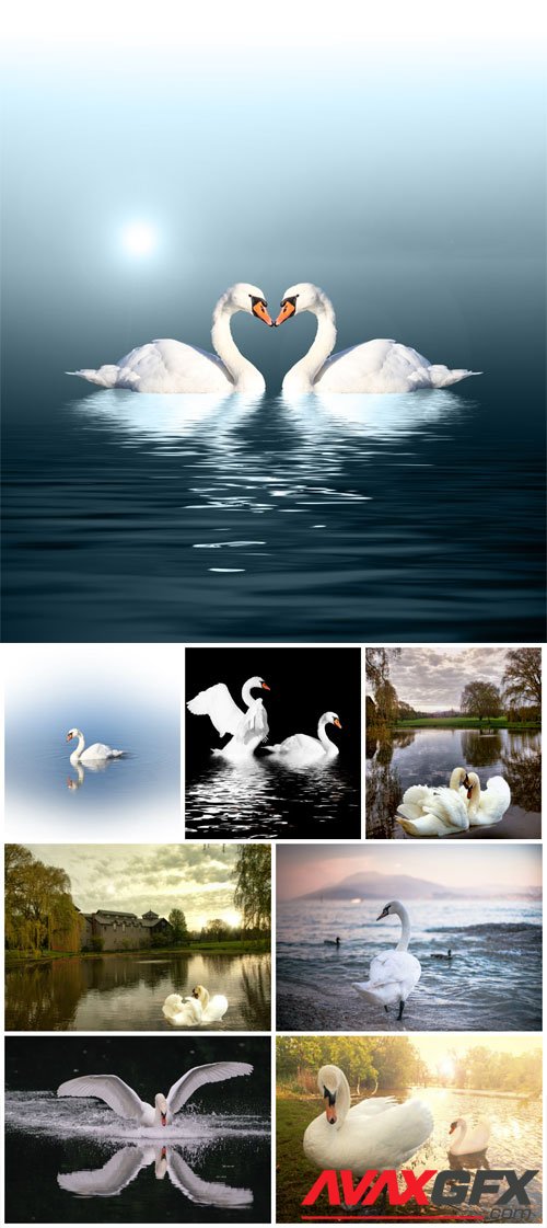 White swans stock photo