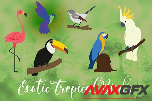 Exotic Tropical Bird Hand Drawn