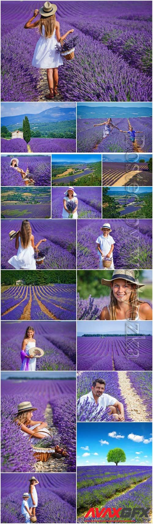 Wonderful fields with lavender, people and flowers stock photo