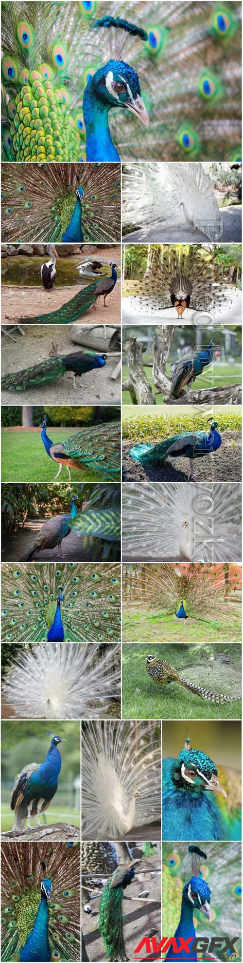 Luxurious birds peacocks stock photo