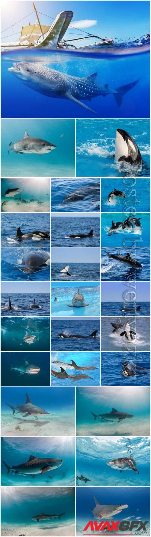 Dolphins, whales and sharks stock photo