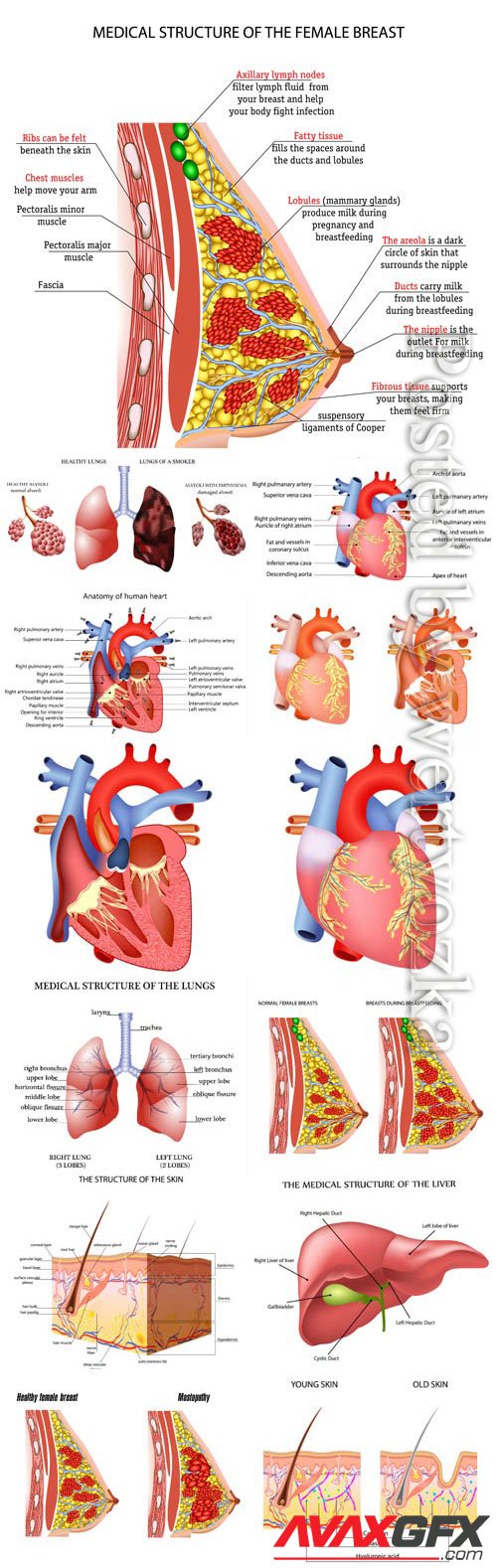Anatomy, human, organs, vector