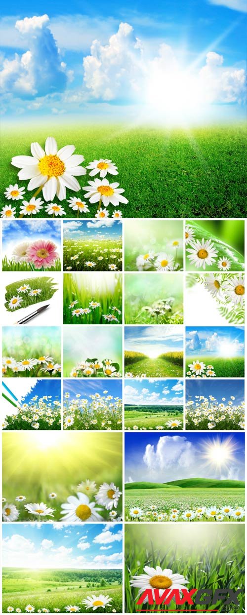 White daisies on the field stock photo