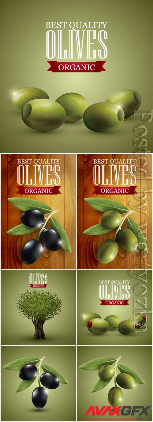 Olives illustration in vector