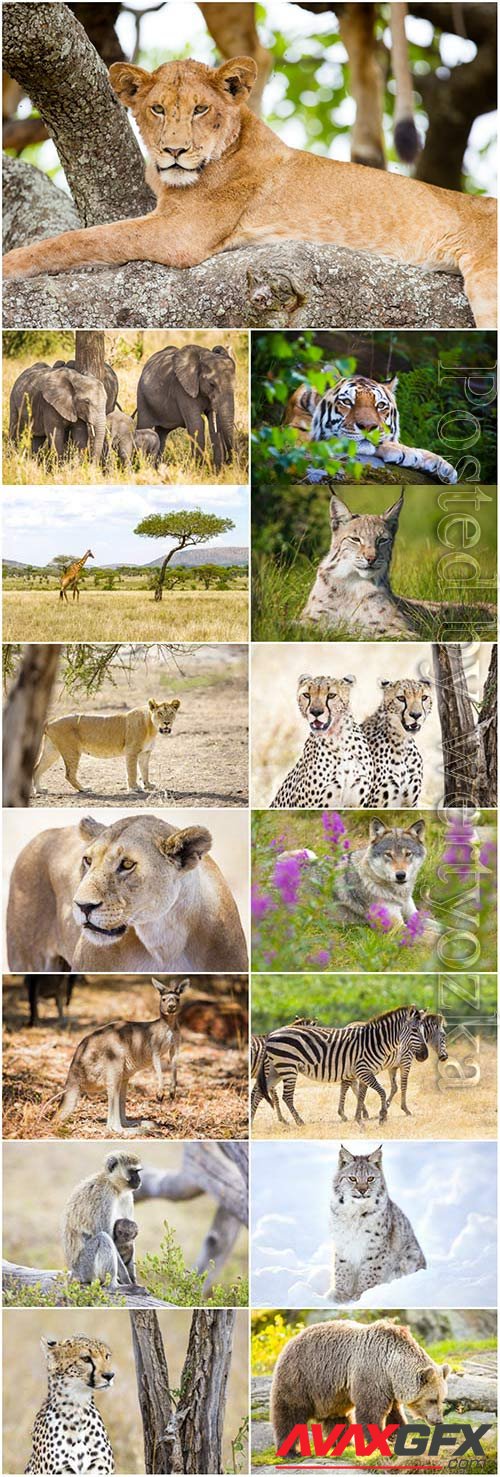 Lion, leopard, bear and various predatory animals stock photo