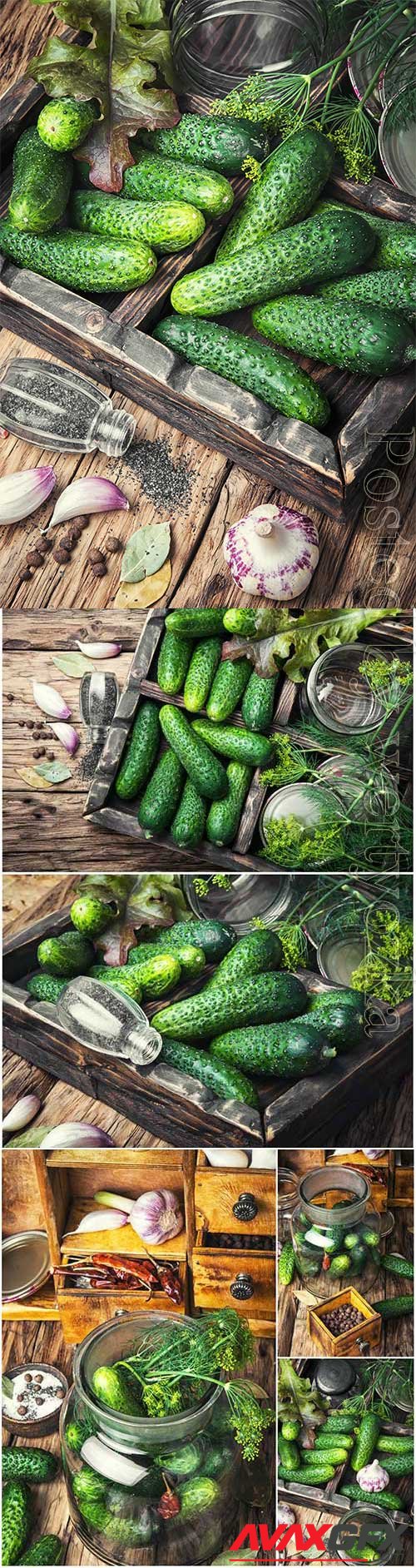 Cucumbers, garlic and dill stock photo