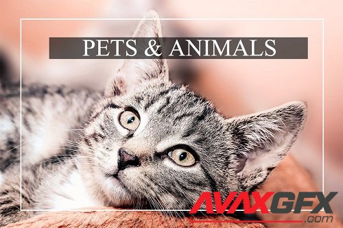 Pets & Animal Bundle - 6 Lightroom Presets for Mobile and Desktop