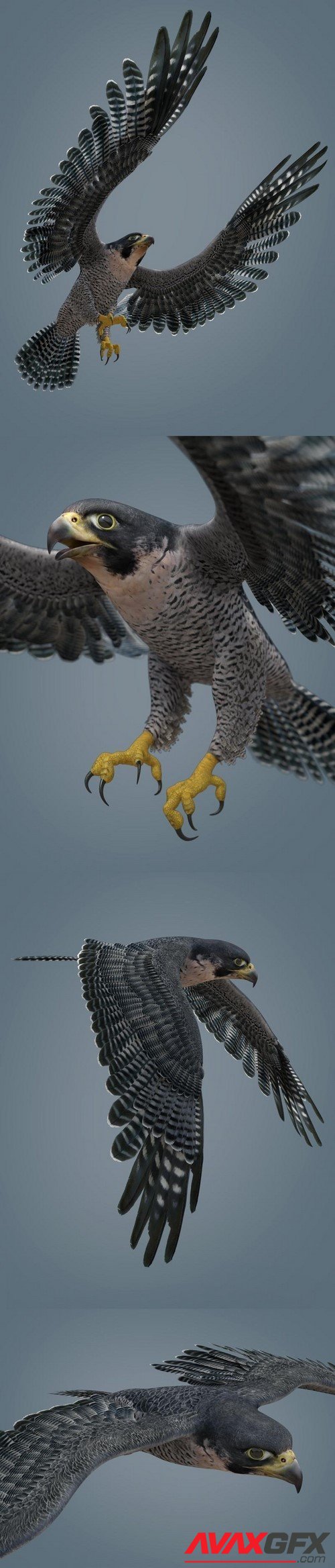 Peregrine Falcon for Deepsea’s Eagle