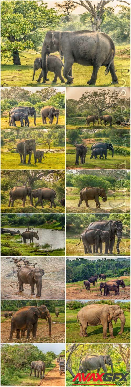 Elephants and little elephants in nature stock photo