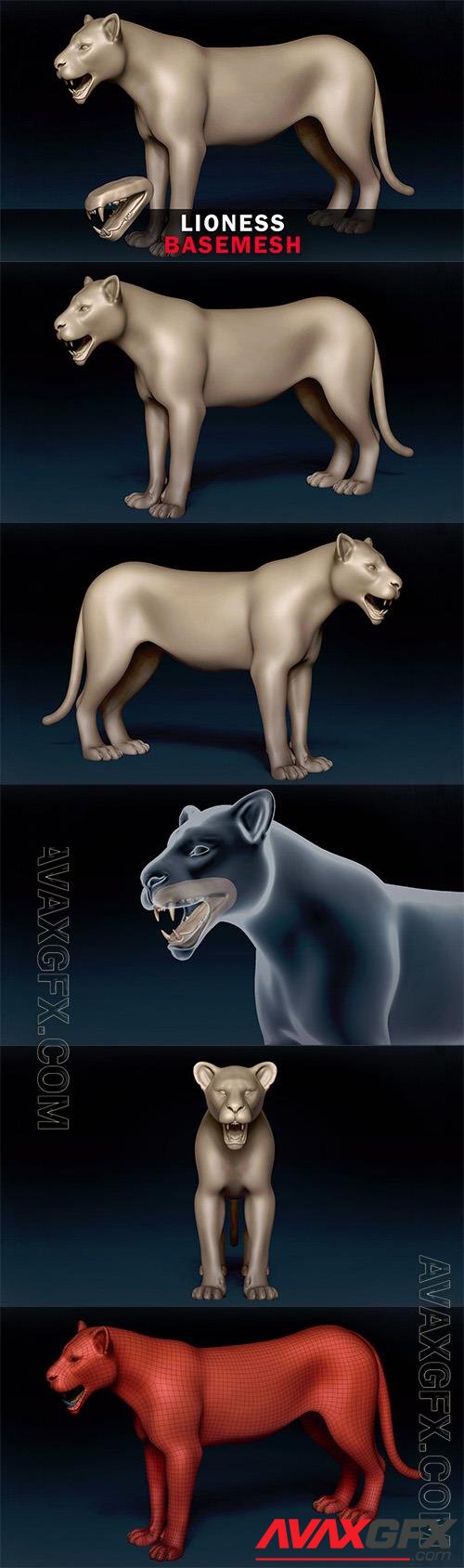 Lioness Basemesh 3D model