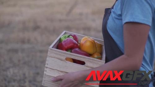 MotionArray – Farmer Holding A Box Of Vegetables 1013589