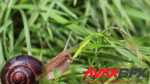 MotionArray – Snail In Grass 1019956