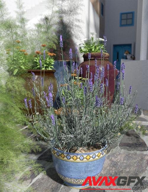 Garden Flowers - Lavender Bushes