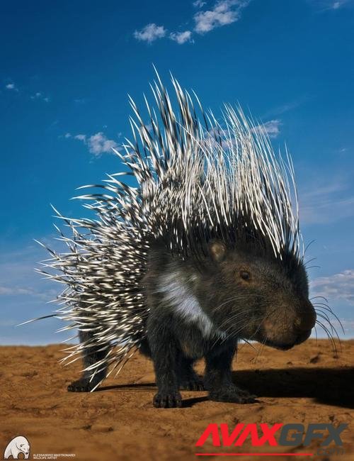 Rodents by AM: Crested Porcupine