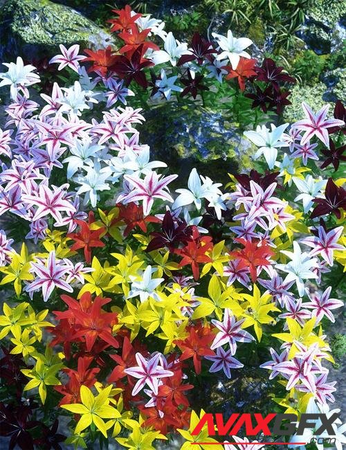 Garden Flowers - Asiatic Lilies