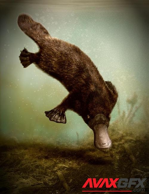 Platypus by AM