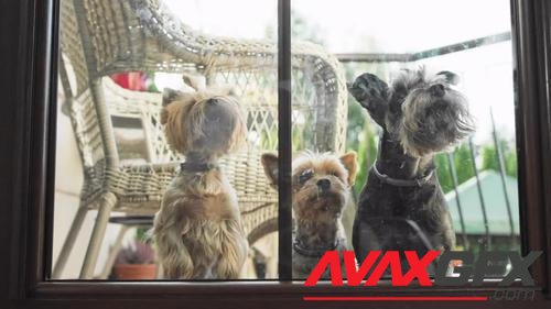 MotionArray – Dogs Waiting At The Window 992890