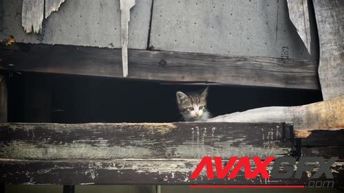 MotionArray – A Homeless Kitten Meows 852024