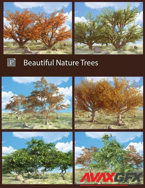 Beautiful Nature Trees
