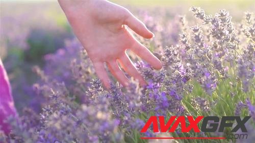 MotionArray – Woman Touching Lavender Flowers In Field 765383