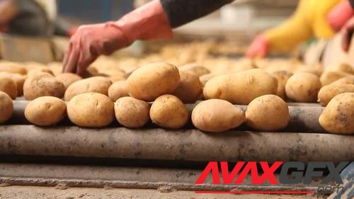 MotionArray – Workers Sorting Potatoes 994629