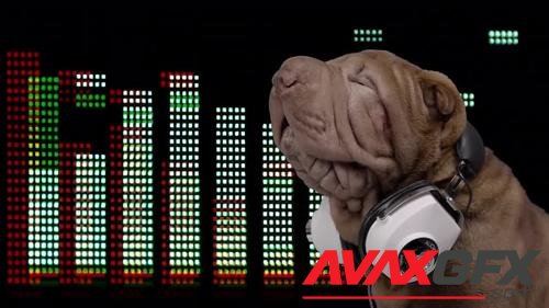 MotionArray – Shar Pei Dog With Headphones 1032580