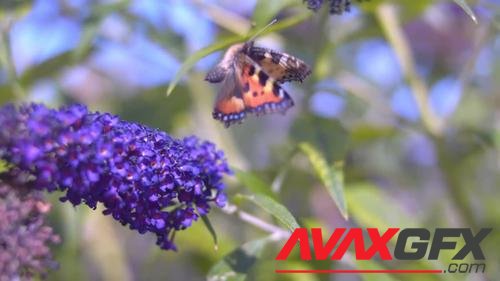 MotionArray – Painted Lady Butterfly Taking Off 1036183