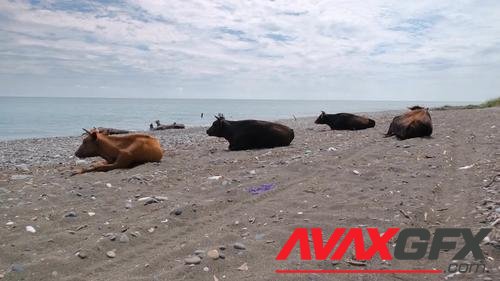 MotionArray – Cows Resting On A Beach 1026541