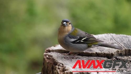 MotionArray – Madeiran Chaffinch Bird 1024272