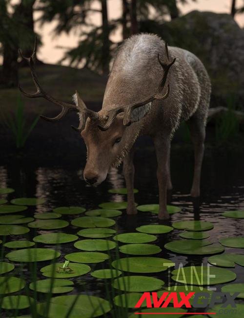 Tane The Old Deer for Daz Horse 2