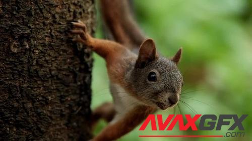 MotionArray – Red Squirrel On A Tree 950115