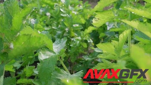 MotionArray – Green Vegetable Leaves 1040353