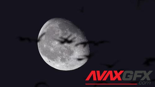MotionArray – The Moon And Flying Birds 825870
