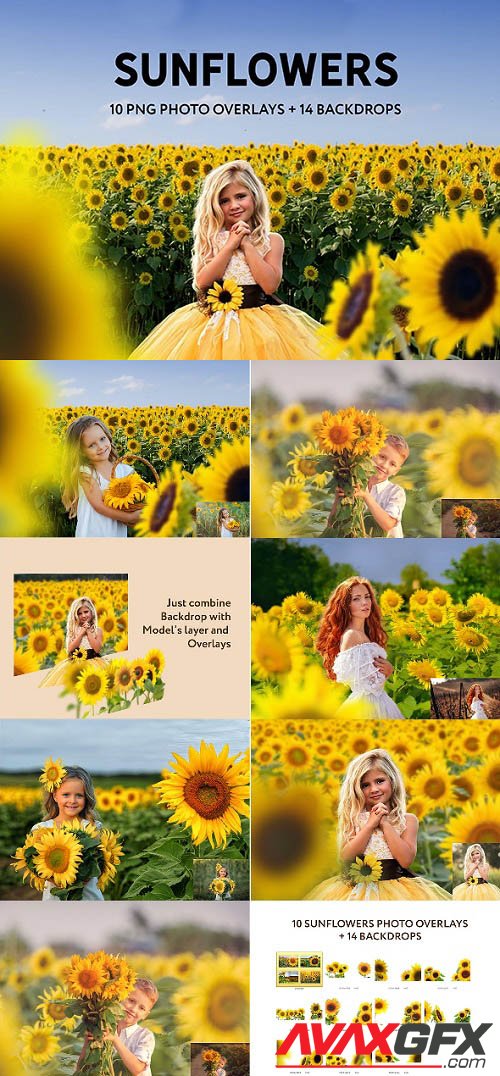 Sunflower Photo Overlays and Backdrops - 33404254 - 6369449