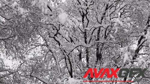 MotionArray – Branches Covered By Heavy Snowfall 1043785