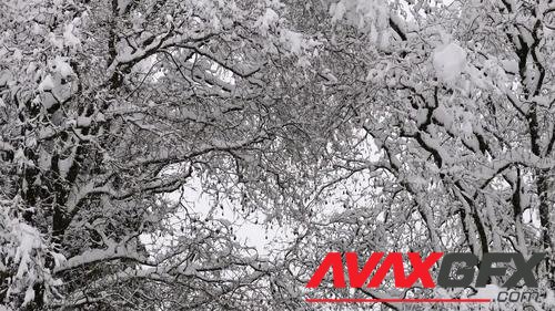 MotionArray – Trees During Heavy Snowfall 1043782