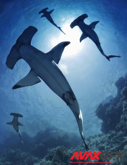 Sharks by AM: Hammerhead