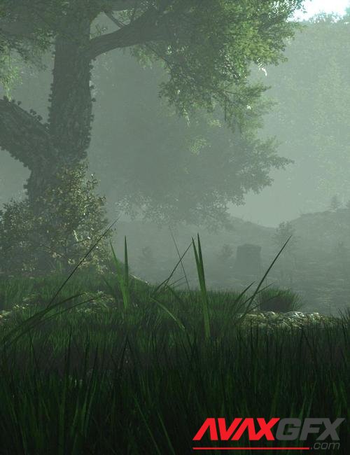 Mysterious Forest